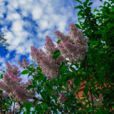 Jak zasadit šeřík v letní chatě - výběr místa a času výsadby